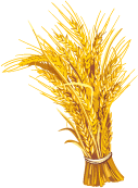 Пшеница в векторе