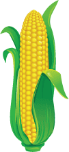 Кукуруза в векторе
