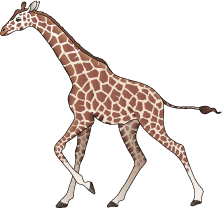 Жираф в векторе